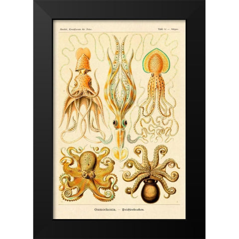 Haeckel Nature Illustrations: Cephlopods Black Modern Wood Framed Art Print by Haeckel, Ernst