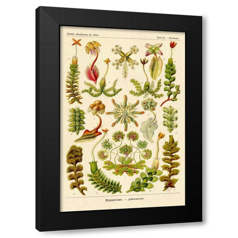 Haeckel Nature Illustrations: Corals Black Modern Wood Framed Art Print with Double Matting by Haeckel, Ernst