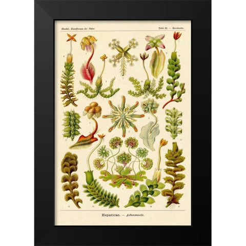 Haeckel Nature Illustrations: Corals Black Modern Wood Framed Art Print by Haeckel, Ernst