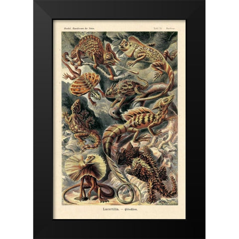 Haeckel Nature Illustrations: Lizards Black Modern Wood Framed Art Print by Haeckel, Ernst