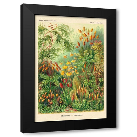 Haeckel Nature Illustrations: Muscinae Black Modern Wood Framed Art Print with Double Matting by Haeckel, Ernst