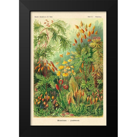 Haeckel Nature Illustrations: Muscinae Black Modern Wood Framed Art Print by Haeckel, Ernst
