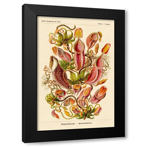 Haeckel Nature Illustrations: Pitcher Plants Black Modern Wood Framed Art Print by Haeckel, Ernst