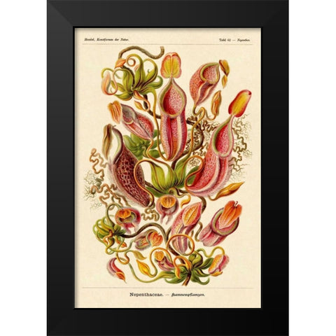 Haeckel Nature Illustrations: Pitcher Plants Black Modern Wood Framed Art Print by Haeckel, Ernst