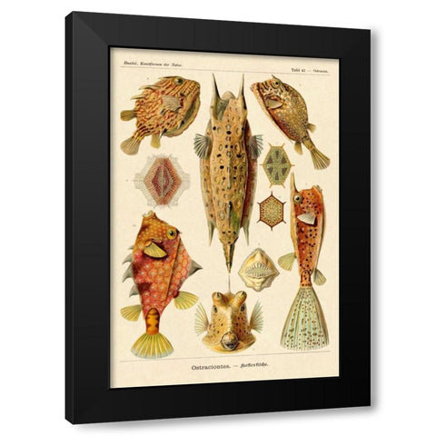 Haeckel Nature Illustrations: Boxfish Black Modern Wood Framed Art Print by Haeckel, Ernst