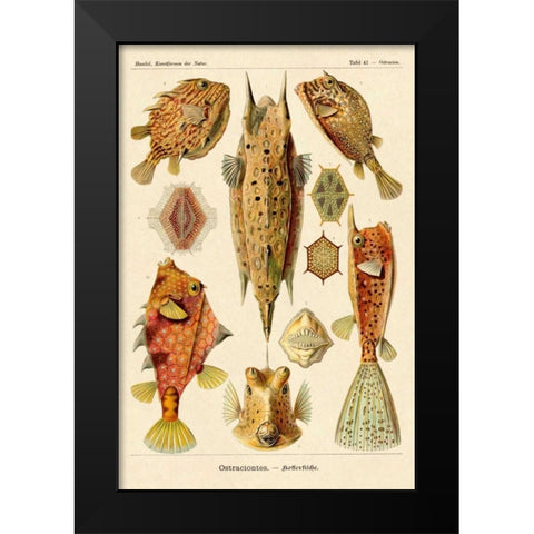 Haeckel Nature Illustrations: Boxfish Black Modern Wood Framed Art Print by Haeckel, Ernst