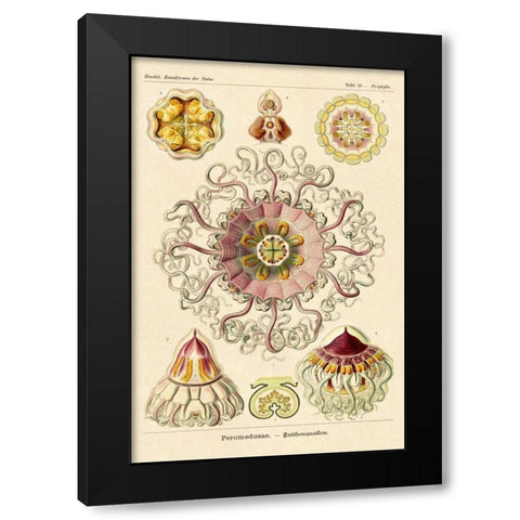Haeckel Nature Illustrations: Jelly Fish Black Modern Wood Framed Art Print by Haeckel, Ernst