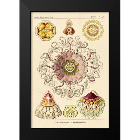 Haeckel Nature Illustrations: Jelly Fish Black Modern Wood Framed Art Print by Haeckel, Ernst