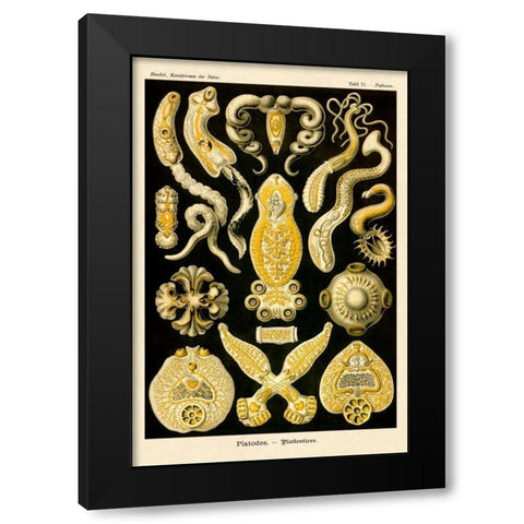 Haeckel Nature Illustrations: Flatworms Black Modern Wood Framed Art Print by Haeckel, Ernst