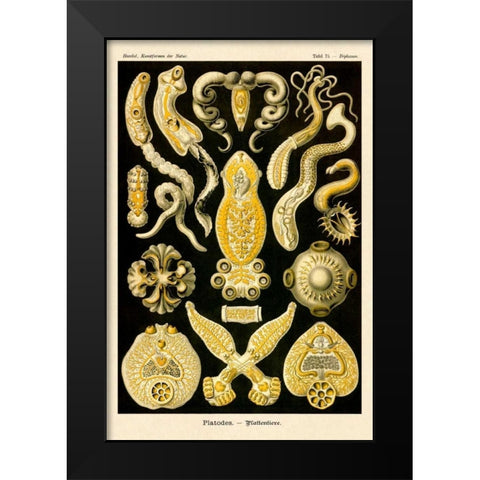 Haeckel Nature Illustrations: Flatworms Black Modern Wood Framed Art Print by Haeckel, Ernst