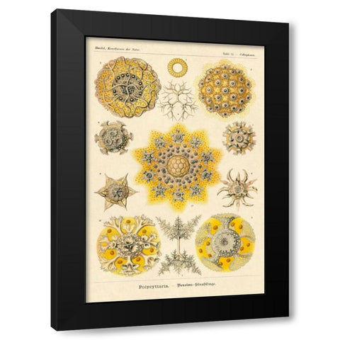 Haeckel Nature Illustrations: Polycytaria Radiolaria Black Modern Wood Framed Art Print with Double Matting by Haeckel, Ernst