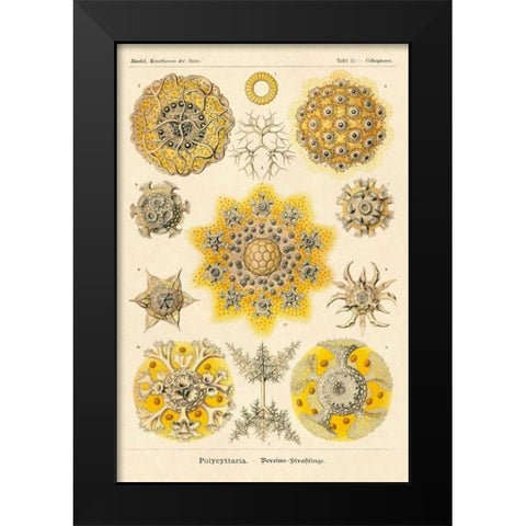 Haeckel Nature Illustrations: Polycytaria Radiolaria Black Modern Wood Framed Art Print by Haeckel, Ernst