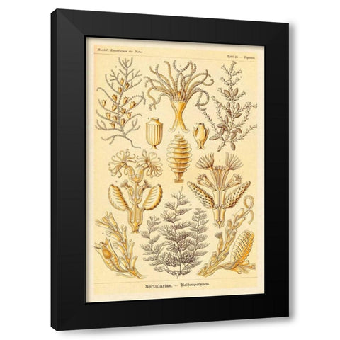 Haeckel Nature Illustrations: Sertulariae Black Modern Wood Framed Art Print by Haeckel, Ernst