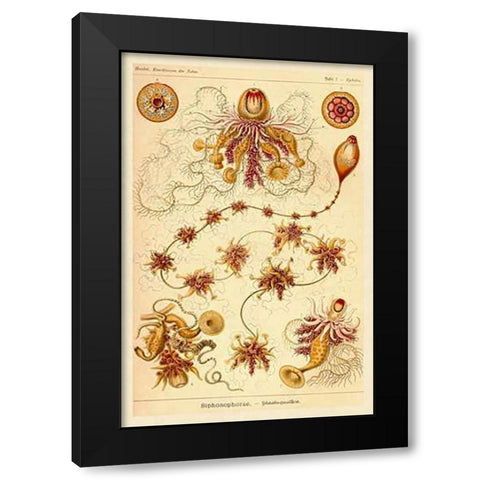 Haeckel Nature Illustrations: Siphoneae Hydrozoa Black Modern Wood Framed Art Print with Double Matting by Haeckel, Ernst