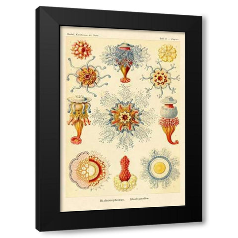 Haeckel Nature Illustrations: Siphoneae Hydrozoa Black Modern Wood Framed Art Print with Double Matting by Haeckel, Ernst