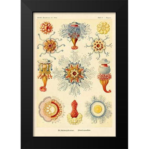 Haeckel Nature Illustrations: Siphoneae Hydrozoa Black Modern Wood Framed Art Print by Haeckel, Ernst