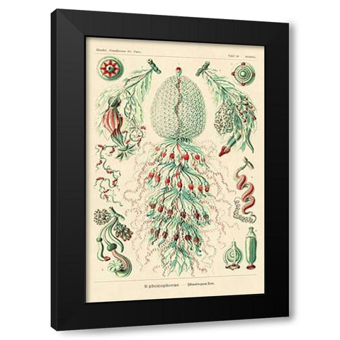 Haeckel Nature Illustrations: Siphoneae Hydrozoa Black Modern Wood Framed Art Print by Haeckel, Ernst