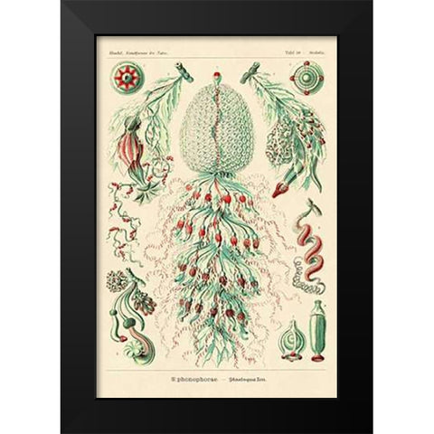Haeckel Nature Illustrations: Siphoneae Hydrozoa Black Modern Wood Framed Art Print by Haeckel, Ernst