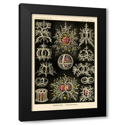Haeckel Nature Illustrations: Stephoidea Black Modern Wood Framed Art Print by Haeckel, Ernst