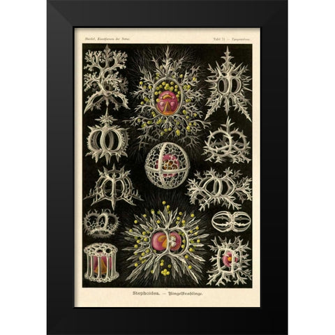 Haeckel Nature Illustrations: Stephoidea Black Modern Wood Framed Art Print by Haeckel, Ernst