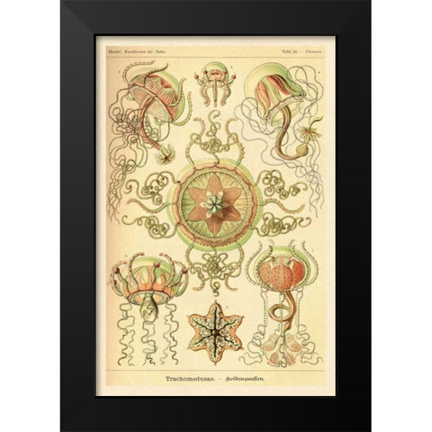 Haeckel Nature Illustrations: Trachomedusae - Jellyfish Black Modern Wood Framed Art Print by Haeckel, Ernst