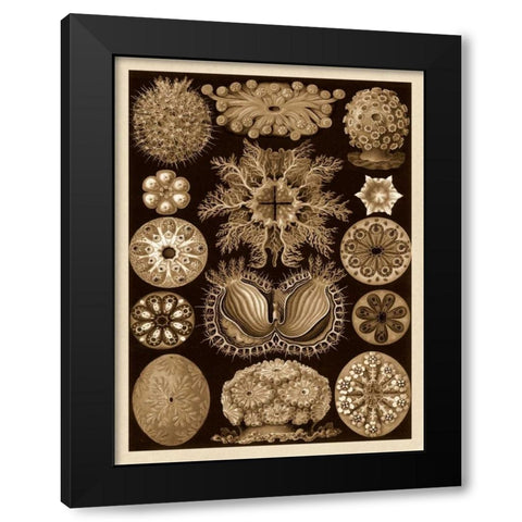 Haeckel Nature Illustrations: Ascidiae - Sepia Tint Black Modern Wood Framed Art Print by Haeckel, Ernst