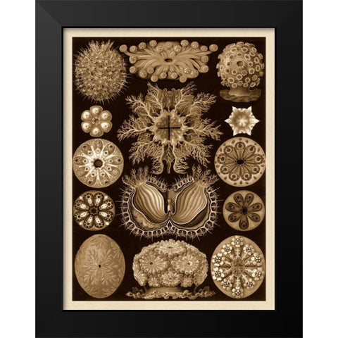Haeckel Nature Illustrations: Ascidiae - Sepia Tint Black Modern Wood Framed Art Print by Haeckel, Ernst