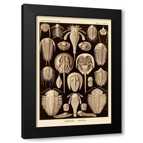 Haeckel Nature Illustrations: Athropods - Sepia Tint Black Modern Wood Framed Art Print by Haeckel, Ernst