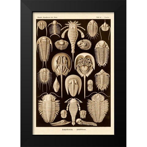 Haeckel Nature Illustrations: Athropods - Sepia Tint Black Modern Wood Framed Art Print by Haeckel, Ernst