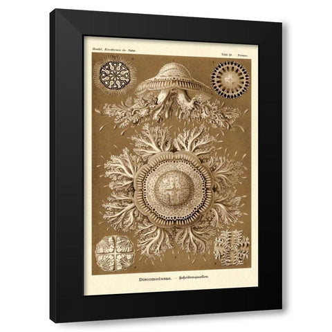 Haeckel Nature Illustrations: Jelly Fish - Sepia Tint Black Modern Wood Framed Art Print by Haeckel, Ernst