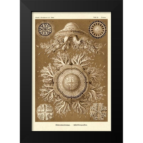 Haeckel Nature Illustrations: Jelly Fish - Sepia Tint Black Modern Wood Framed Art Print by Haeckel, Ernst