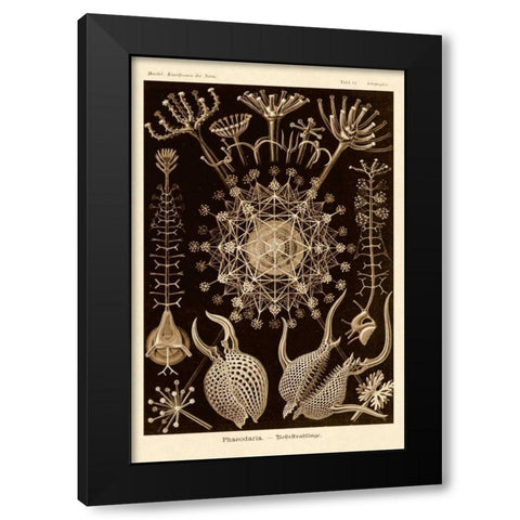 Haeckel Nature Illustrations: Phaeodaria radiolarians - Sepia Tint Black Modern Wood Framed Art Print by Haeckel, Ernst