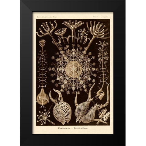 Haeckel Nature Illustrations: Phaeodaria radiolarians - Sepia Tint Black Modern Wood Framed Art Print by Haeckel, Ernst
