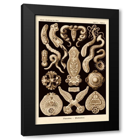 Haeckel Nature Illustrations: Flatworms - Sepia Tint Black Modern Wood Framed Art Print by Haeckel, Ernst