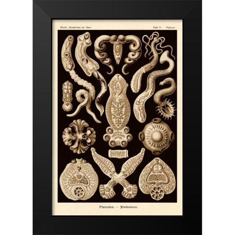 Haeckel Nature Illustrations: Flatworms - Sepia Tint Black Modern Wood Framed Art Print by Haeckel, Ernst
