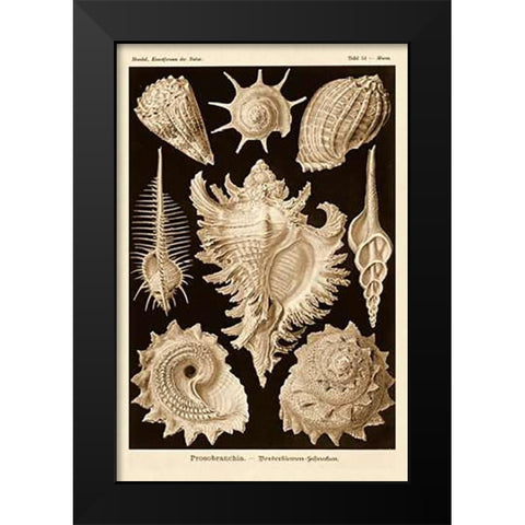Haeckel Nature Illustrations: Gastropods - Sepia Tint Black Modern Wood Framed Art Print by Haeckel, Ernst