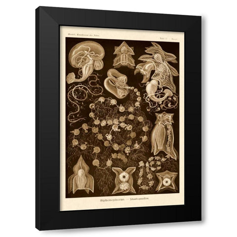 Haeckel Nature Illustrations: Siphoneae Hydrozoa - Sepia Tint Black Modern Wood Framed Art Print with Double Matting by Haeckel, Ernst