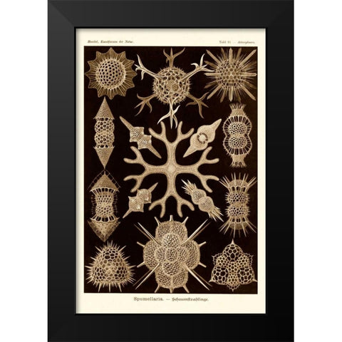 Haeckel Nature Illustrations: Spumellaria - Sepia Tint Black Modern Wood Framed Art Print by Haeckel, Ernst