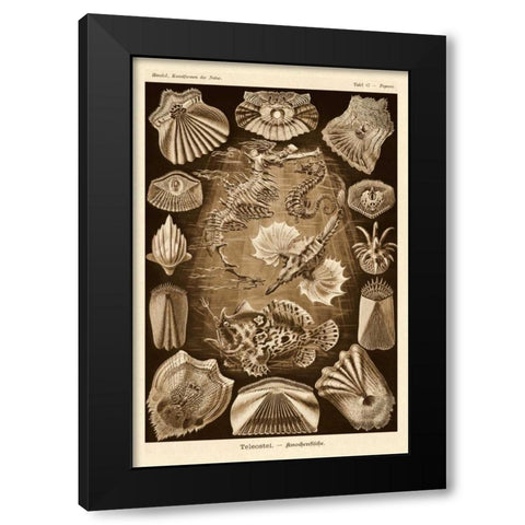 Haeckel Nature Illustrations: Teleostei, bony Fishes - Sepia Tint Black Modern Wood Framed Art Print by Haeckel, Ernst