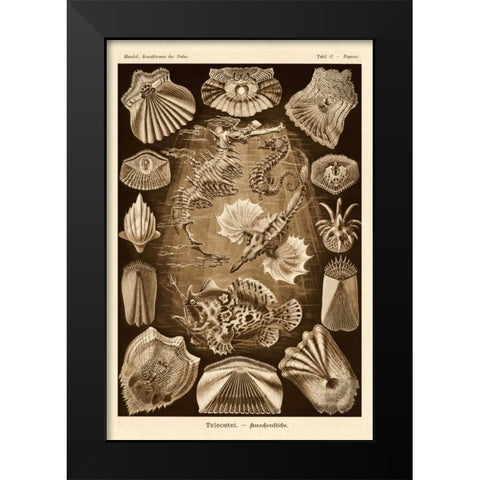 Haeckel Nature Illustrations: Teleostei, bony Fishes - Sepia Tint Black Modern Wood Framed Art Print by Haeckel, Ernst