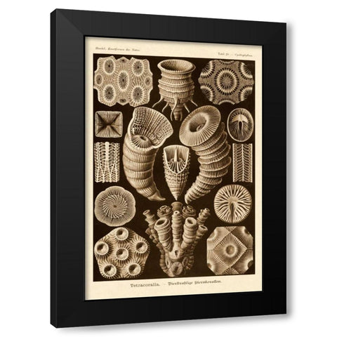 Haeckel Nature Illustrations: Tetracoralla, Coral - Sepia Tint Black Modern Wood Framed Art Print by Haeckel, Ernst