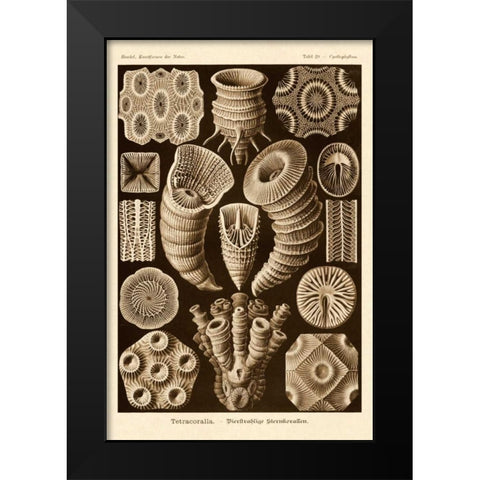 Haeckel Nature Illustrations: Tetracoralla, Coral - Sepia Tint Black Modern Wood Framed Art Print by Haeckel, Ernst