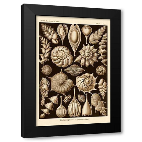 Haeckel Nature Illustrations: Thalamophora, Forminifera - Sepia Tint Black Modern Wood Framed Art Print with Double Matting by Haeckel, Ernst