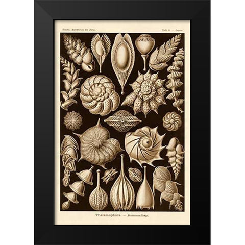 Haeckel Nature Illustrations: Thalamophora, Forminifera - Sepia Tint Black Modern Wood Framed Art Print by Haeckel, Ernst