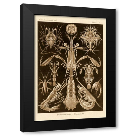 Haeckel Nature Illustrations: Thoracostraca, Crustaceans - Sepia Tint Black Modern Wood Framed Art Print with Double Matting by Haeckel, Ernst