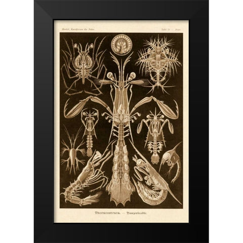 Haeckel Nature Illustrations: Thoracostraca, Crustaceans - Sepia Tint Black Modern Wood Framed Art Print by Haeckel, Ernst