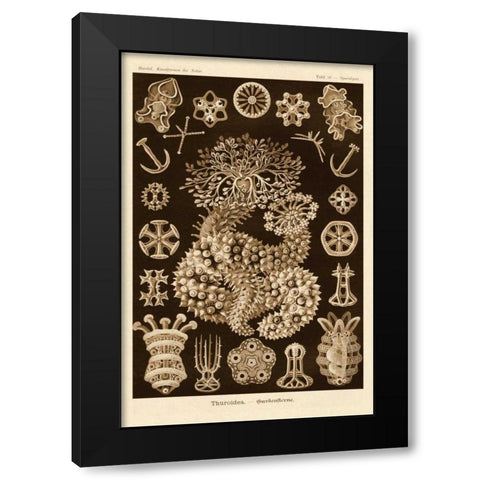 Haeckel Nature Illustrations: Sea Cucumbers - Sepia Tint Black Modern Wood Framed Art Print with Double Matting by Haeckel, Ernst