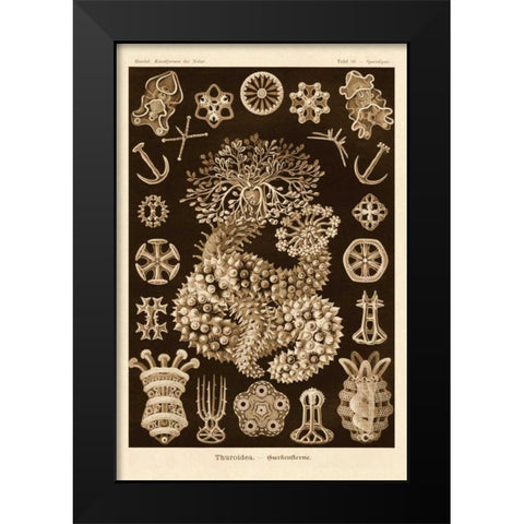 Haeckel Nature Illustrations: Sea Cucumbers - Sepia Tint Black Modern Wood Framed Art Print by Haeckel, Ernst