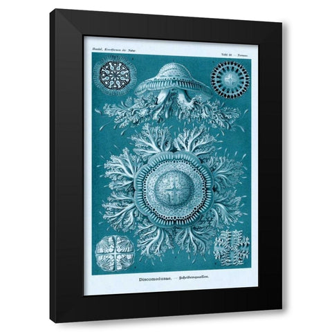 Haeckel Nature Illustrations: Jelly Fish - Blue-Green Tint Black Modern Wood Framed Art Print by Haeckel, Ernst