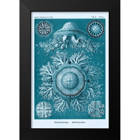 Haeckel Nature Illustrations: Jelly Fish - Blue-Green Tint Black Modern Wood Framed Art Print by Haeckel, Ernst
